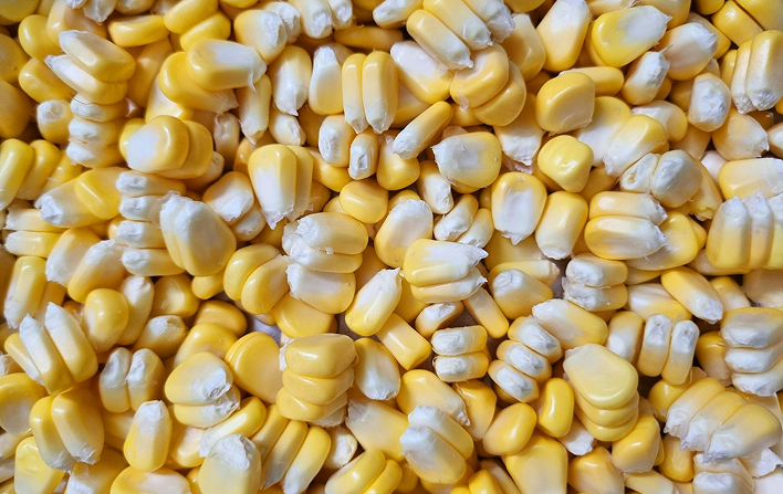 We buy premium Australian maize directly from NSW farmers