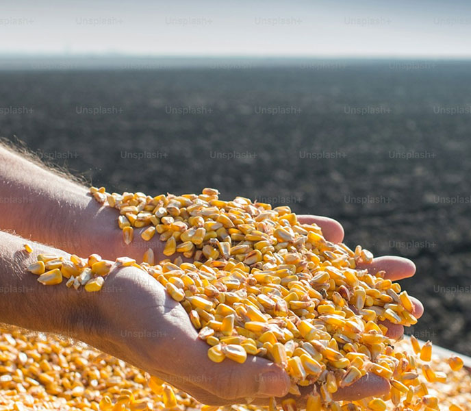 Custom milled corn products delivered to manufacturers